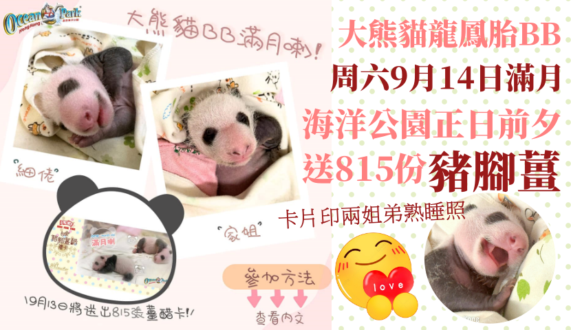 港產大熊貓滿月在即 海洋公園“派薑醋”共慶
